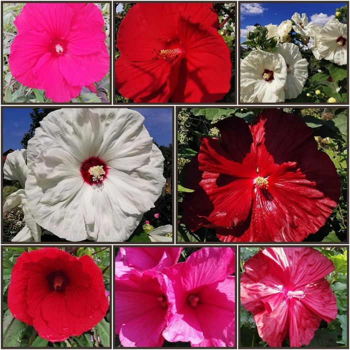 Hibiskus bagienny 30szt +Dichondra srebrzysta 30szt nasion