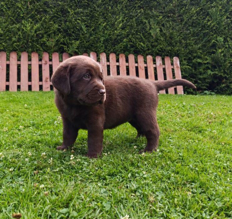 Labrador retriever