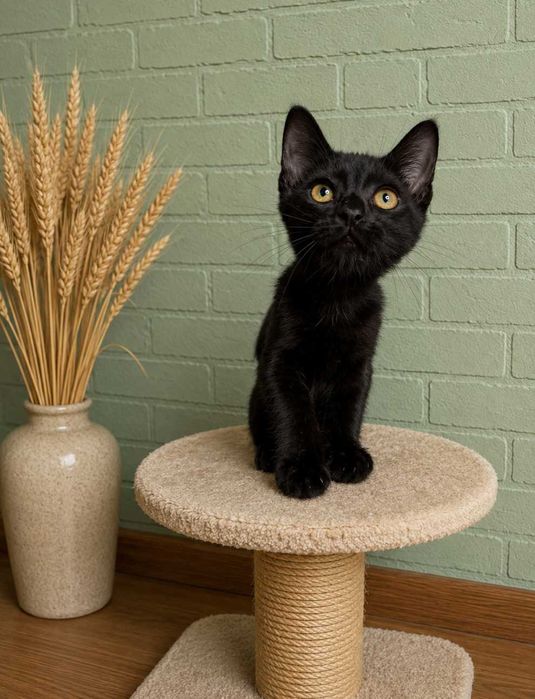 Отдам черного котенка, мальчик,  2 месяца