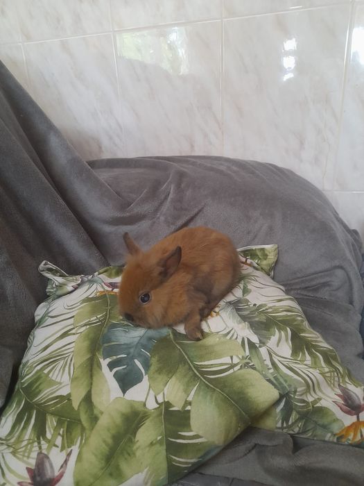 Coelhos anões Lion Head e Hotot