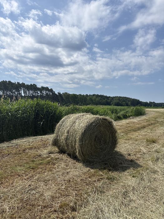 Siano świeże 2026 rok
