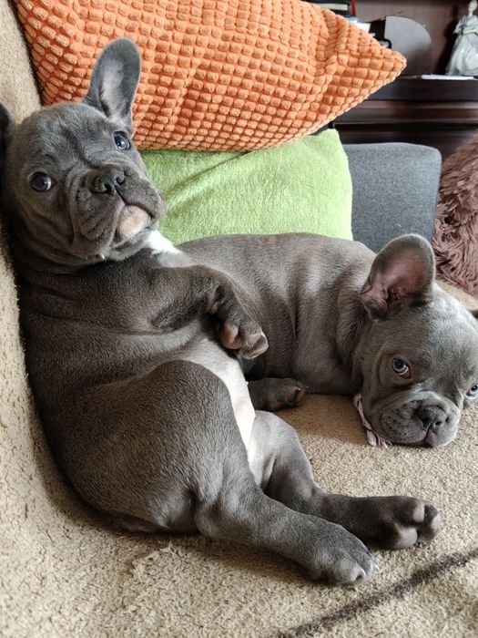 Buldog francuski sunia niebieska by