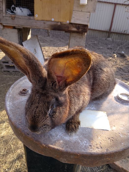 Samiec Belg 5 miesięczny