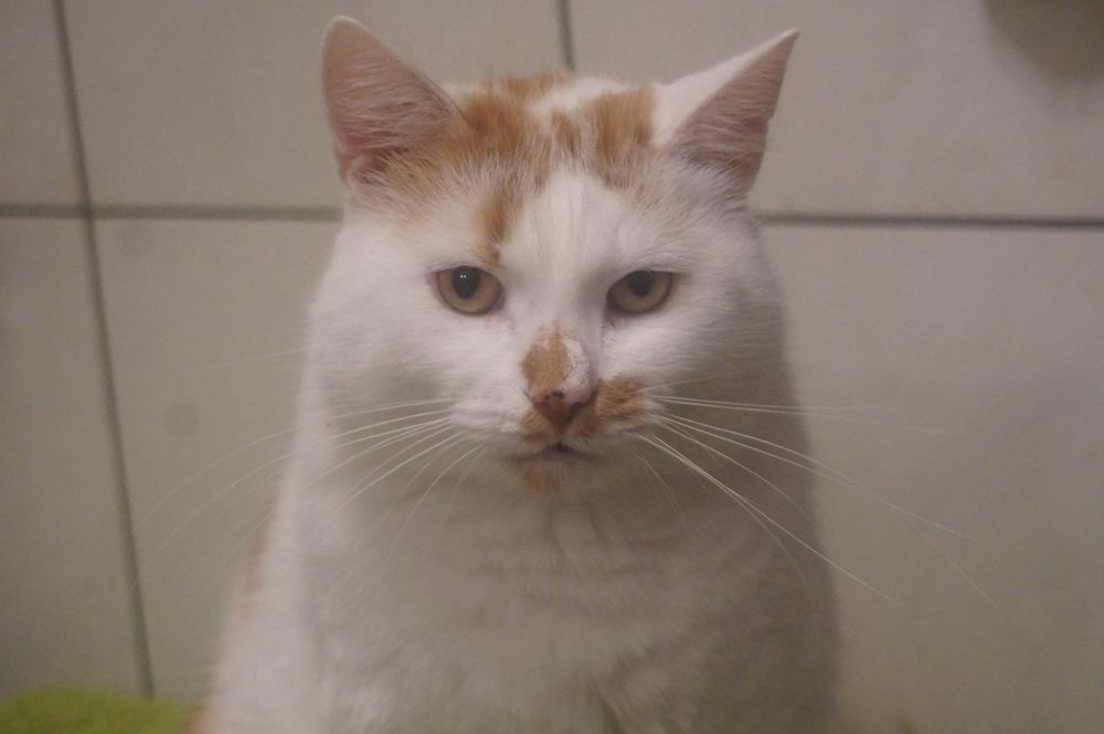 Młody kocurek do adopcji