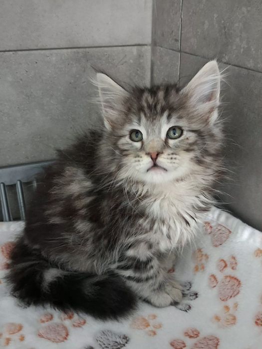 Gatinho  Bosques da Noruega com lop