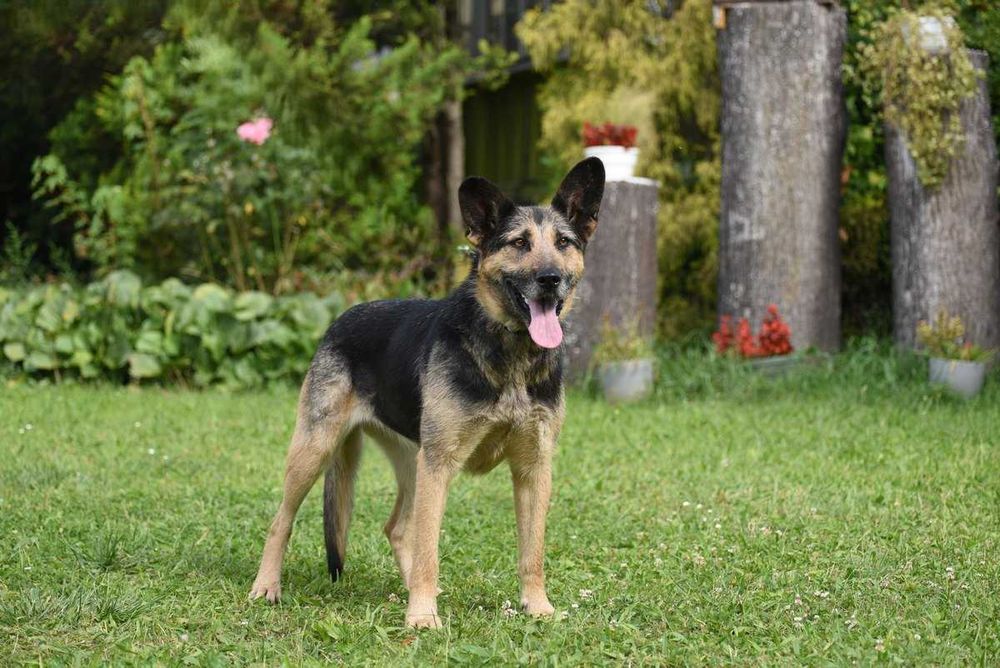 Korba - suczka w typie owczarka szuka domu