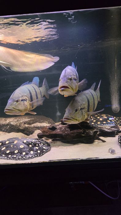 Potamotrygon Leopoldi Black Diamond Płaszka