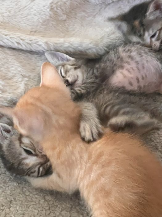 Gatinhos para adopcao