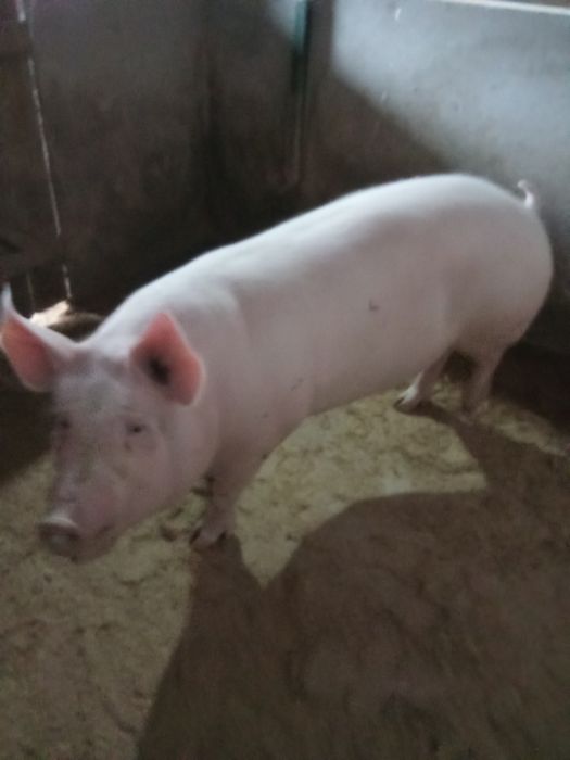 Домашня свиня на продаж.