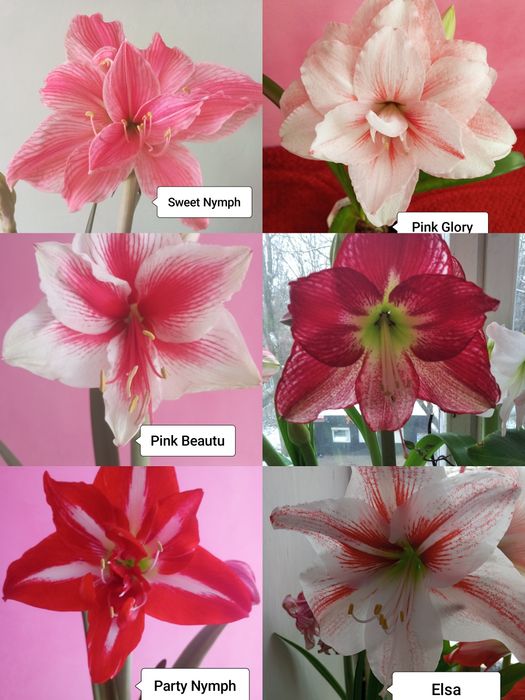 Сіянці  гіпеаструмів.