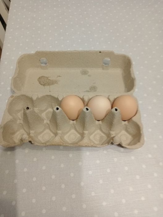Jaja wiejskie ekologiczne