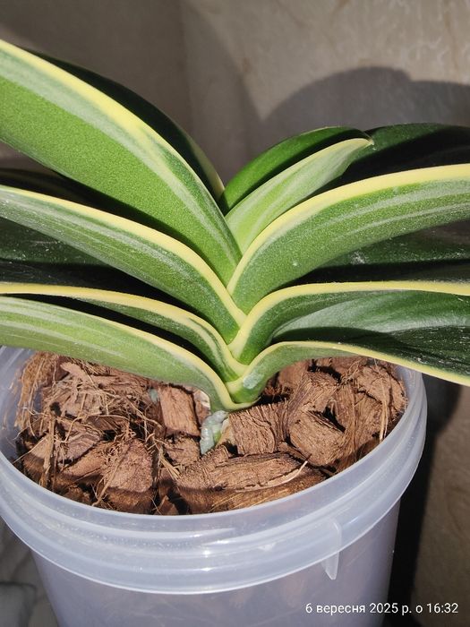 Орхідея Фаленопсис Sogo Vivien Сого Вівьен