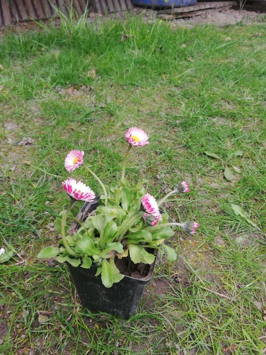 Truskawki sadzonki poziomki i stokrotki