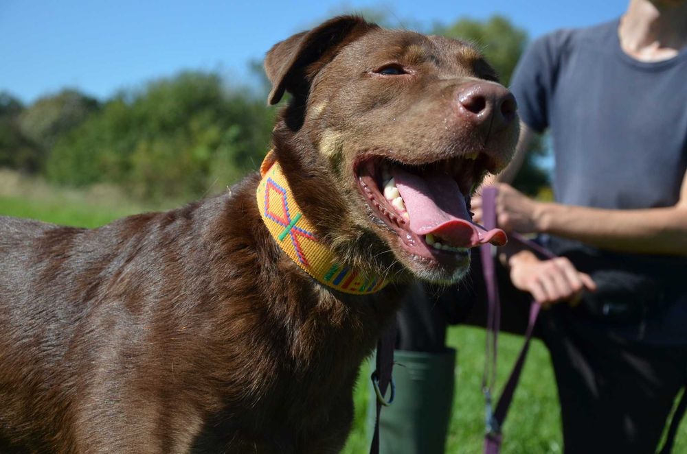Burbon - młody i przebojowy pies szuka domu
