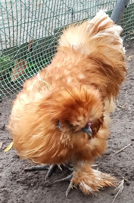 Koguty silki jedwabiste USA z 2025