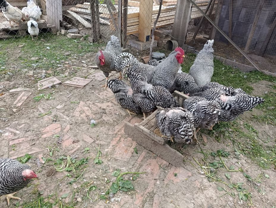 Кури породи Амрокс