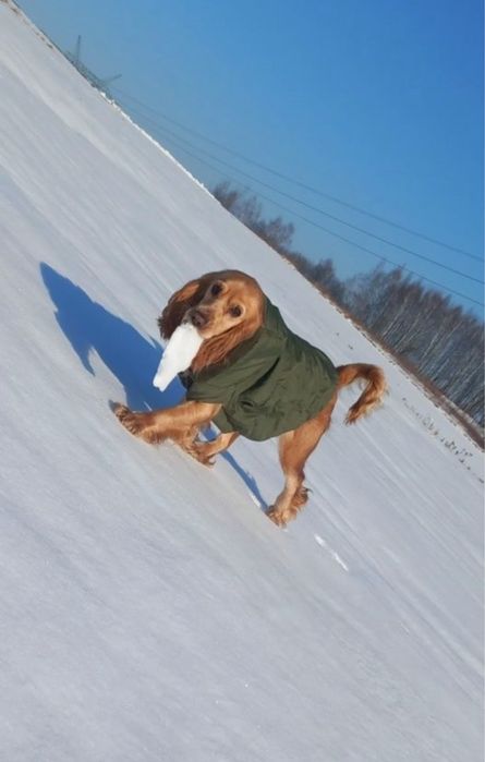 pies za darmo cocker spaniel oddam rasowy