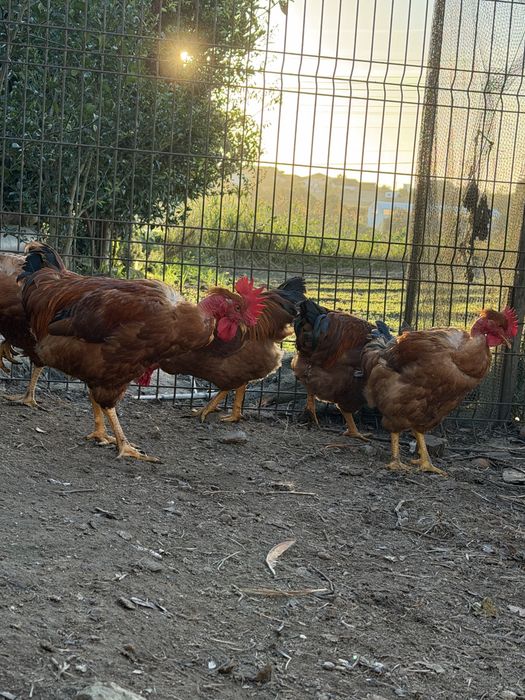 Frangos caseiros