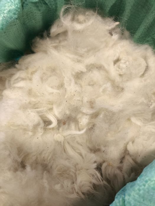 Runo z alpaki 4,5kg (Rezerwacja do 10.04)