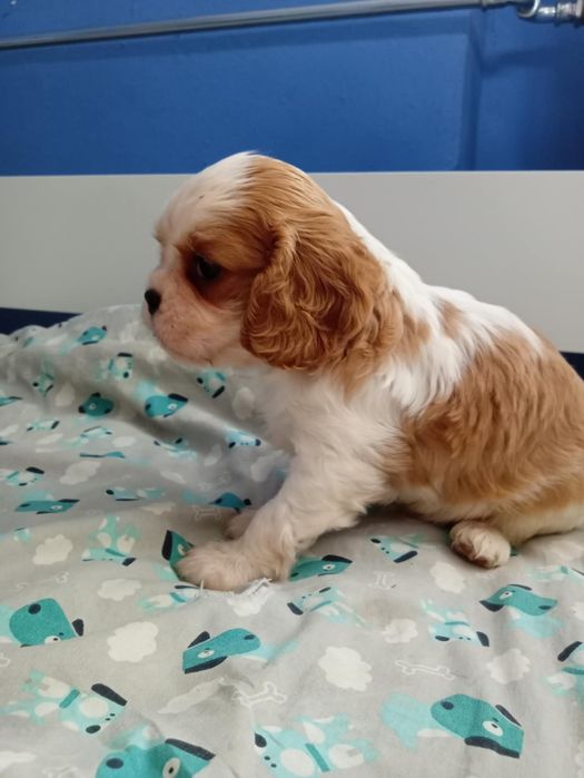 Cavalier King Charles Spaniel Blenheim