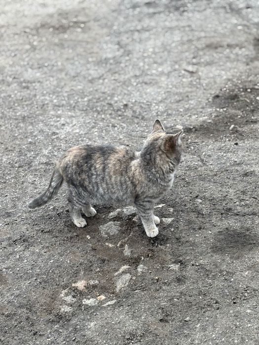 Трьохмасна киця шукає дім