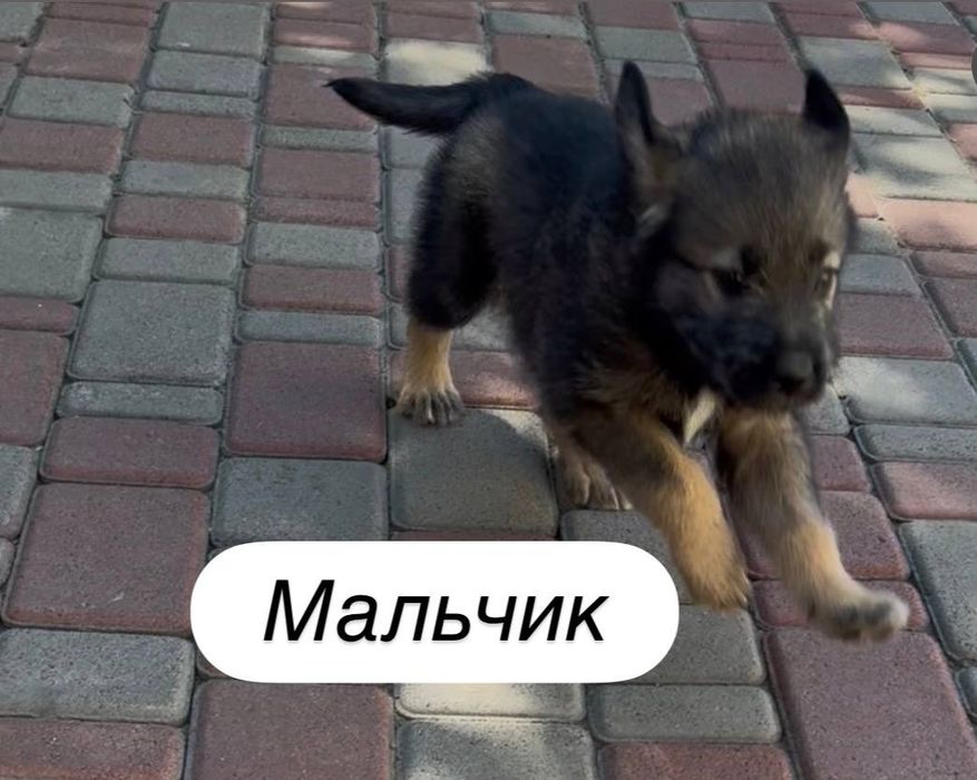 Отдам даром в добрые руки щенков