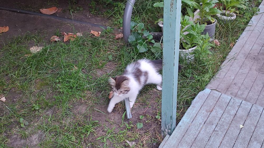 Кошенята шукають родину