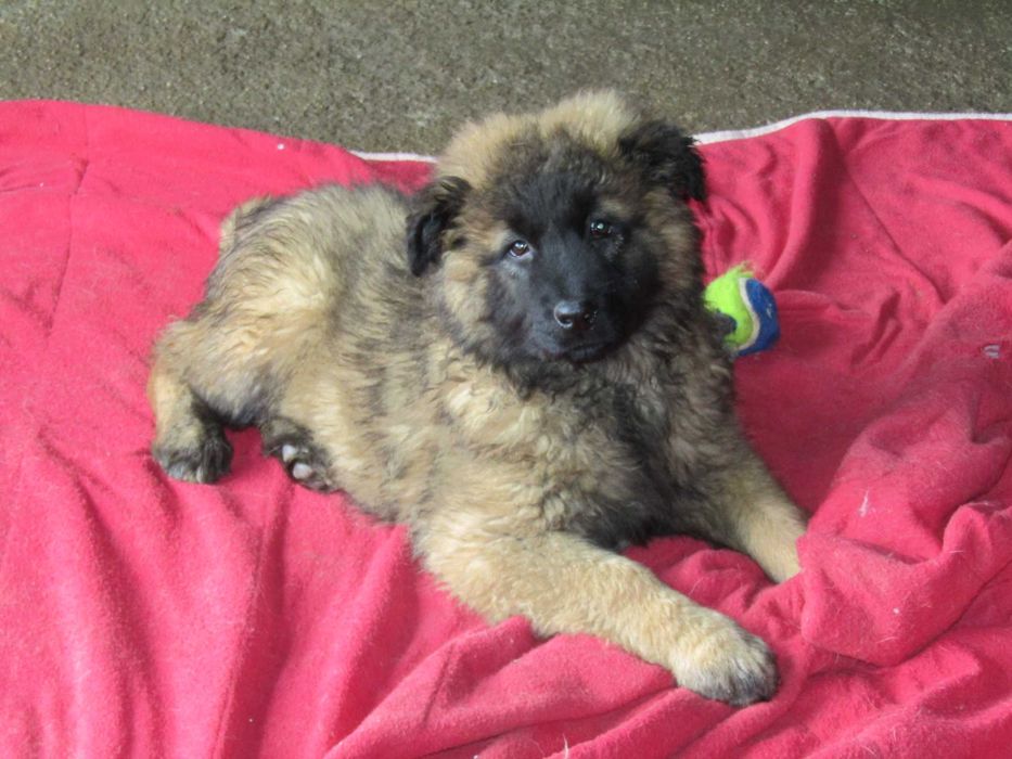 Cão Serra da Estrela com Pedigree/Afixo