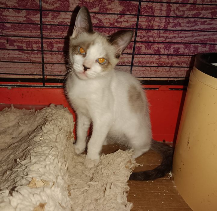 Gatinhos bebés com esterilização gratuita para adoção