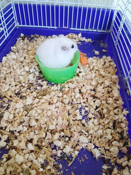 Джунгарские хомячки