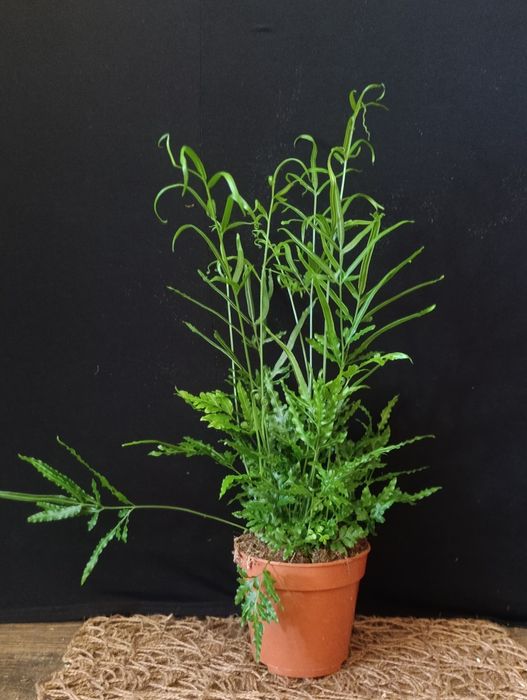 Птеріс (Pteris),