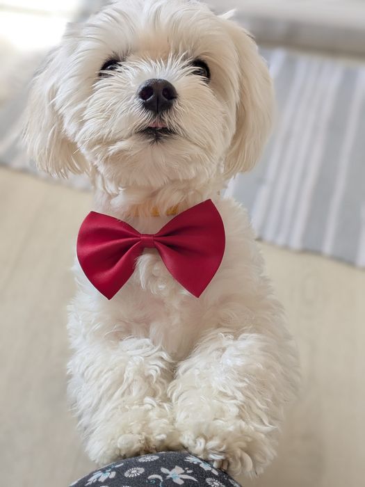 В'язка мальтійська балонка. Хлопчик