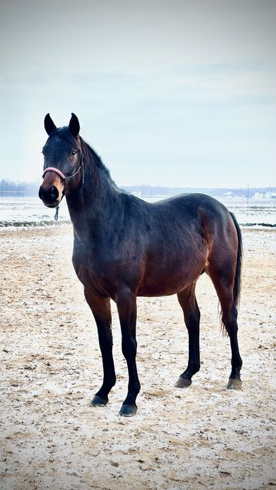 Małopolak Ogier koń małopolski 3 letni