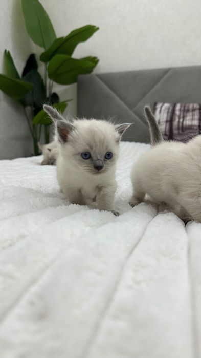 Кошеня невська маскарадна Хмельницький