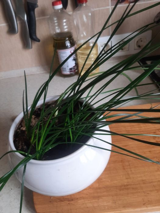 Зефирантес белый