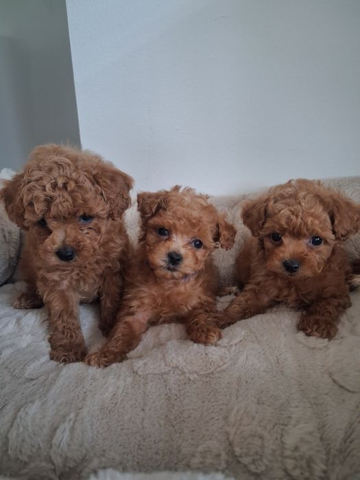 Piękny piesek MALTIPOO F1b