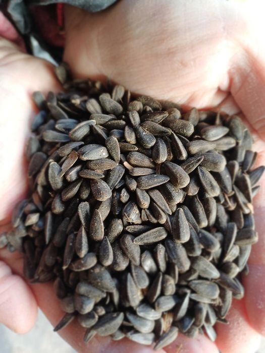 Kukurydza sucha żółta,czerwona,czarna