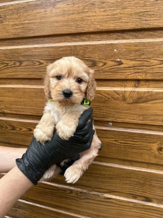 Piesek cockapoo pudel toy cocker spaniel