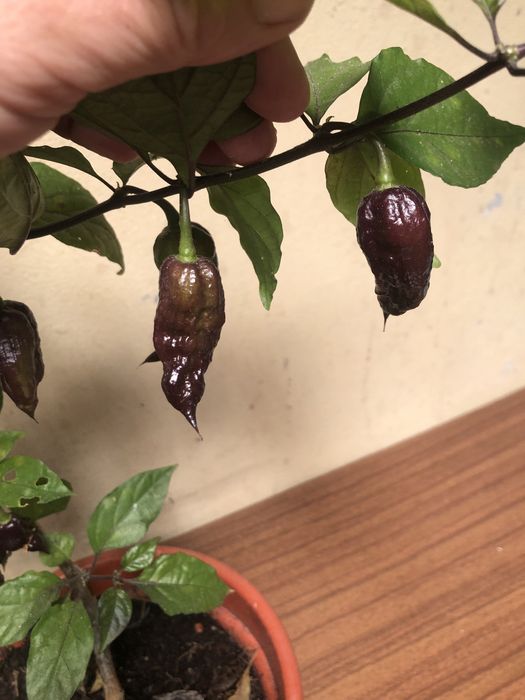Planta malagueta Dark Naga Red