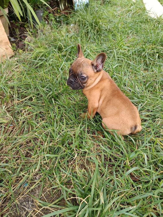 Bulldog francês menina/ menino
