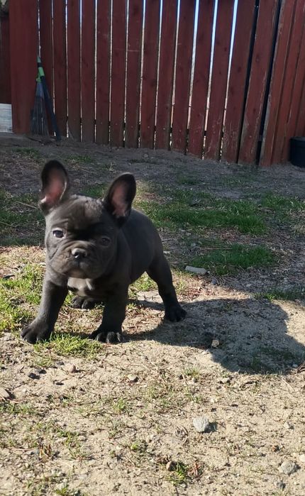 Sprzedam buldogi francuskie