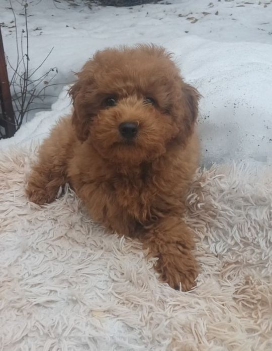 той-пудель  ред-браун