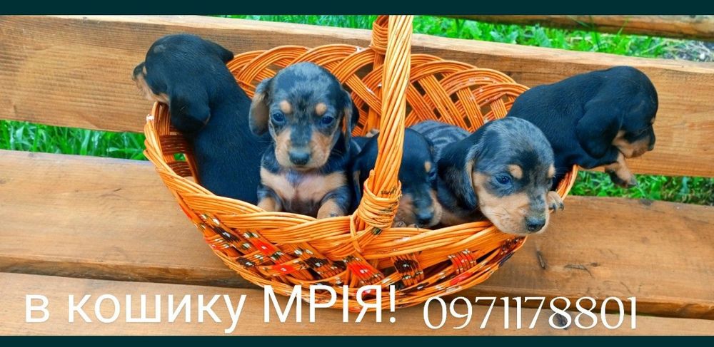 Мраморного забарвлення хлопчики та дівчинка, вільні .
Чорно підпалі хл