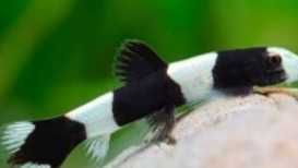 Bocja Panda (Protomyzon pachychilus)