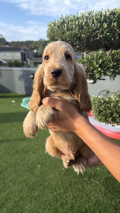 Cocker menino  lindo