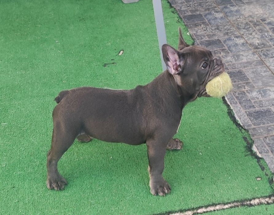 Bulldog francês macho blue