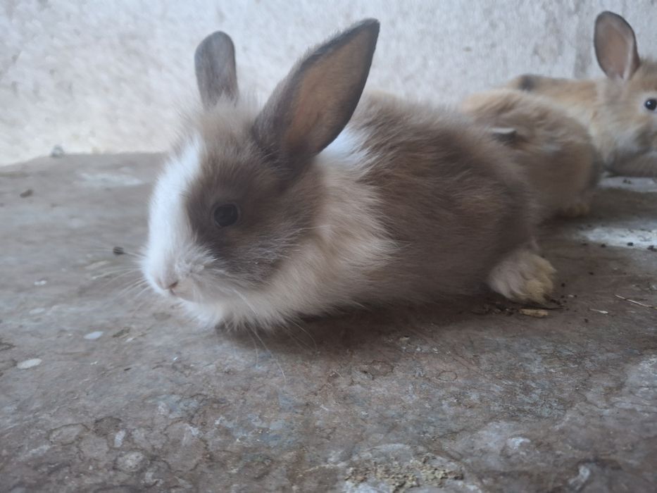 Coelhos muito bonito com o pêlo comprido