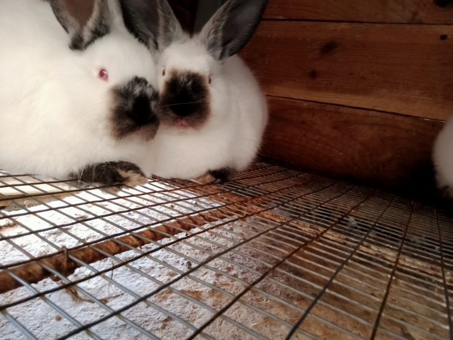 Кролики каліфорнійські  - кроленята, кітні самиці