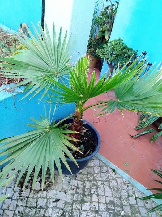 Palmeiras washingtonia robusta e sementes e de leque da europa