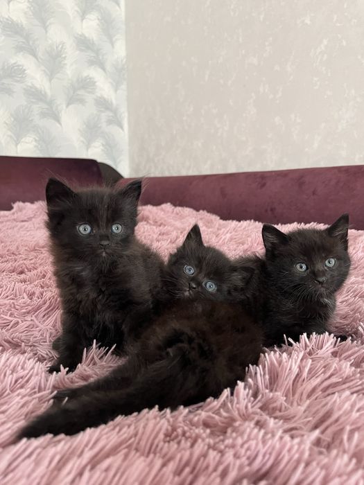 продамо кошенят